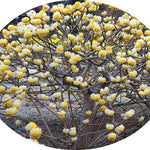 Edgeworthia Chrysantha v.9