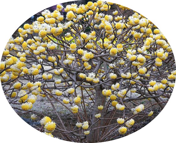 Edgeworthia Chrysantha v.9