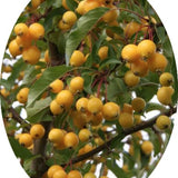 Malus Contesse de Paris vaso 9x13