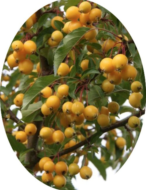 Malus Contesse de Paris vaso 9x13
