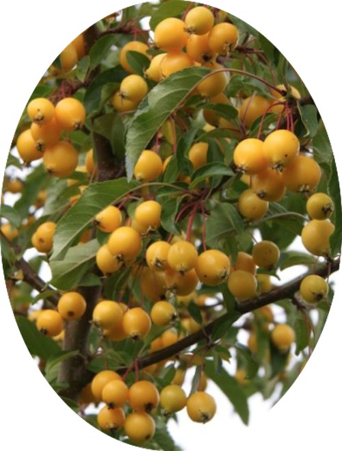 Malus Contesse de Paris vaso 9x13