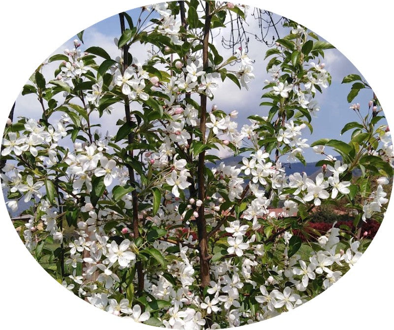 Malus Contesse de Paris vaso 9x13
