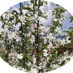 Malus Contesse de Paris vaso 9x13
