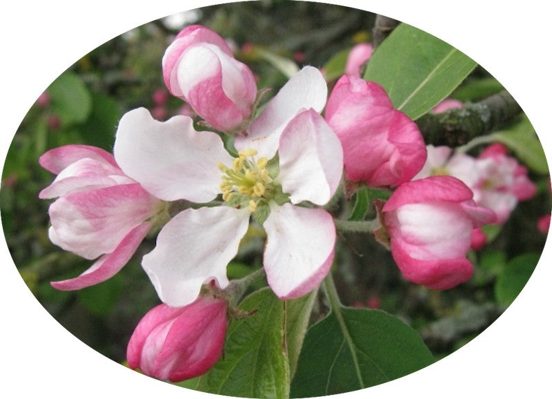 Malus Crittenden cm.120/130