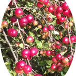 Malus Crittenden cm.120/130