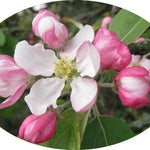 Malus Crittenden vaso 9x12