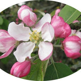 Malus Crittenden vaso 9x12