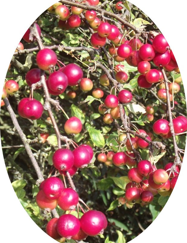 Malus Crittenden vaso 9x12
