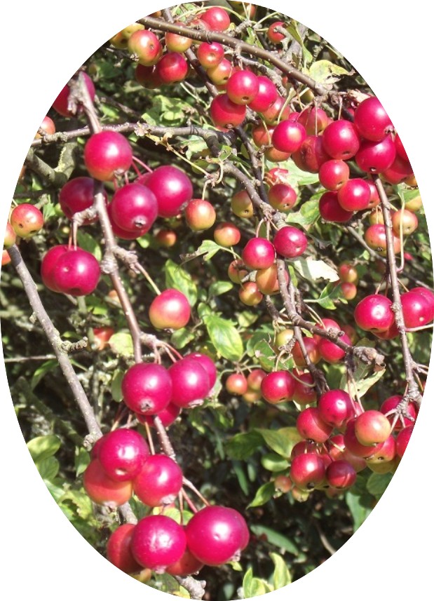 Malus Crittenden vaso 9x12