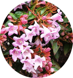 Abelia 'Pinky Bells' ® vaso 19