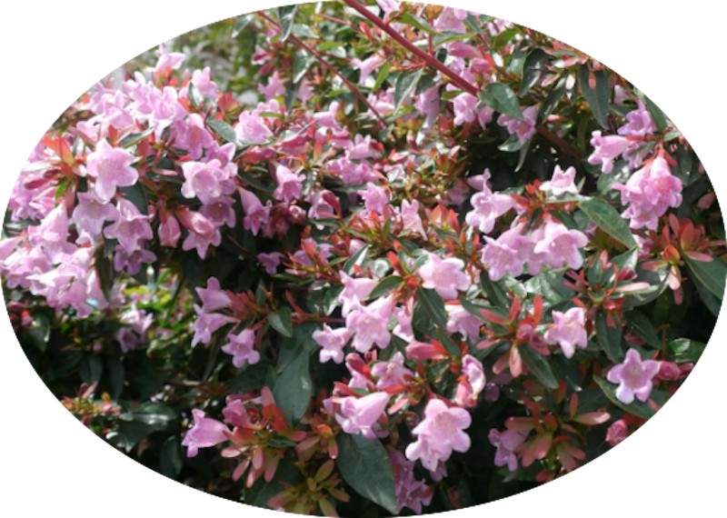 Abelia 'Pinky Bells' ® vaso 19