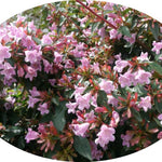 Abelia 'Pinky Bells' ® vaso 19