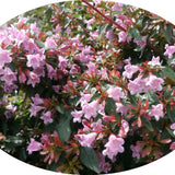 Abelia 'Pinky Bells' ® vaso 19