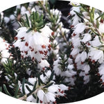 Erica darleyensis White Perfect  vaso 13/14-- 5 /6 piante x m2