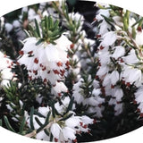 Erica darleyensis White Perfect  vaso 13/14-- 5 /6 piante x m2