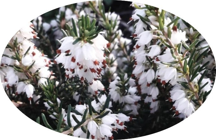 Erica darleyensis White Perfect  vaso 13/14-- 5 /6 piante x m2