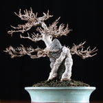 Acer Buergerianum (Tridente) vaso 12x12 - cm. 30/40