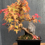 Acer Buergerianum (Tridente) vaso 12x12 - cm. 30/40
