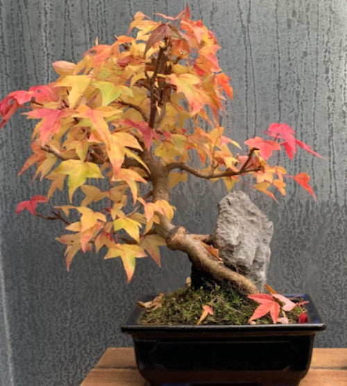 Acer Buergerianum (Tridente) vaso 12x12 - cm. 30/40