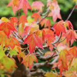 Acer Buergerianum (Tridente) vaso 12x12 - cm. 30/40