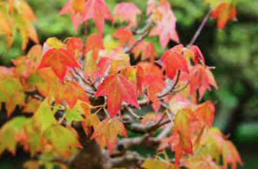 Acer Buergerianum (Tridente) vaso 12x12 - cm. 30/40