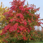 Acer Buergerianum (Tridente) vaso 12x12 - cm. 30/40