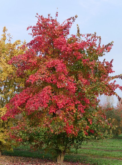 Acer Buergerianum (Tridente) vaso 12x12 - cm. 30/40