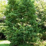 Styrax Obassia vaso 9. cm. 30