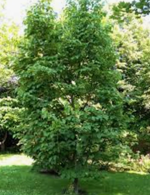Styrax Obassia vaso 9. cm. 30