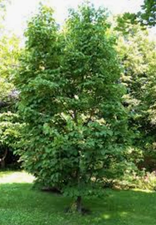 Styrax Obassia vaso 9. cm. 30