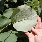 Styrax Obassia vaso 9. cm. 30