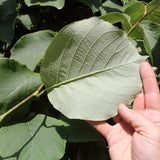 Styrax Obassia vaso 9. cm. 30