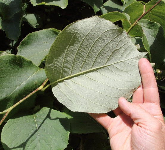 Styrax Obassia vaso 9. cm. 30
