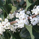 Osmanthus Heterophyllus Gulftide v. 19