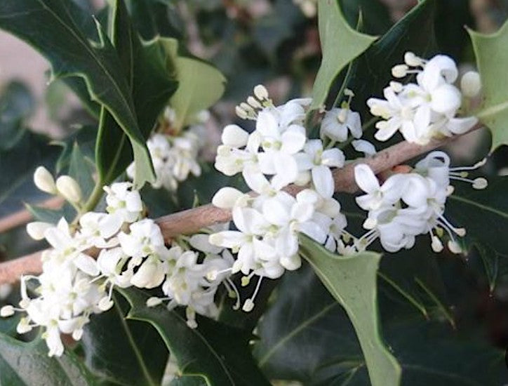 Osmanthus Heterophyllus Gulftide v. 19