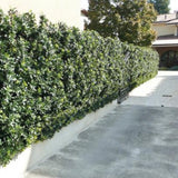 Osmanthus Heterophyllus Gulftide v. 19