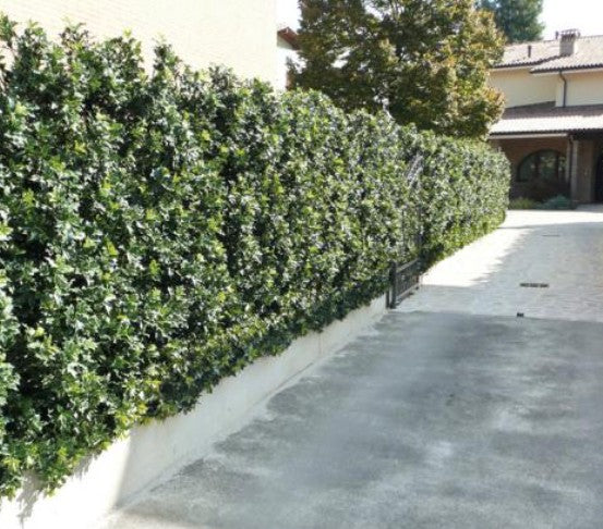 Osmanthus Heterophyllus Gulftide v. 19