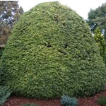 Osmanthus Heterophyllus Gulftide v. 19