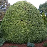 Osmanthus Heterophyllus Gulftide v. 19