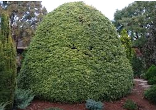 Osmanthus Heterophyllus Gulftide v. 19
