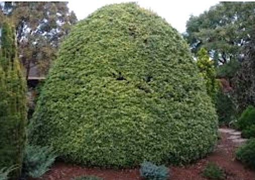 Osmanthus Heterophyllus Gulftide v. 19