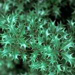 Osmanthus Heterophyllus Gulftide v. 19