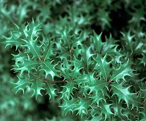 Osmanthus Heterophyllus Gulftide v. 19