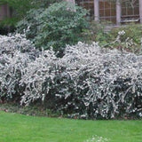 Osmanthus delavayi vaso 9