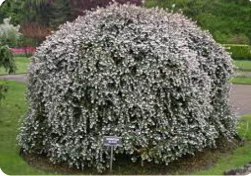 Osmanthus delavayi vaso 9