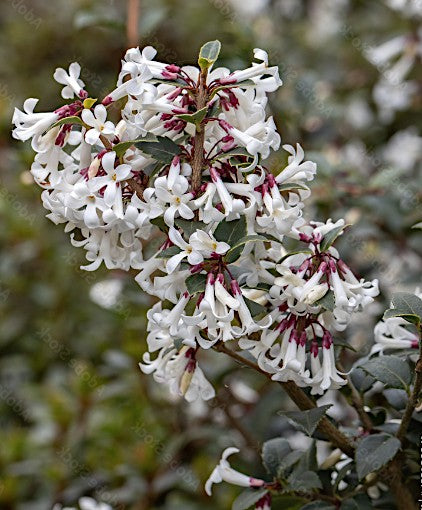 Osmanthus delavayi vaso 9