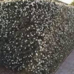 Osmanthus delavayi vaso 9