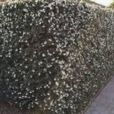 Osmanthus delavayi vaso 9