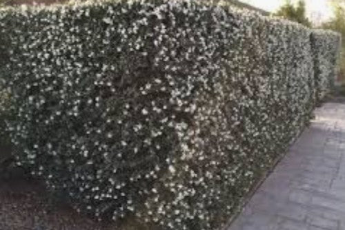 Osmanthus delavayi vaso 9