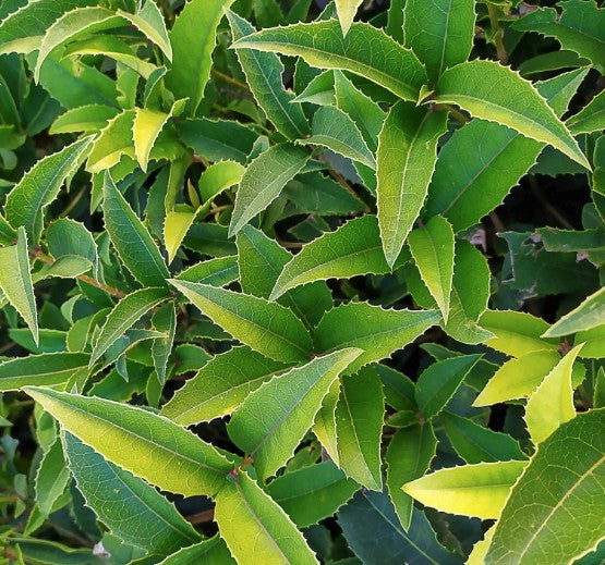 Osmanthus Armatus vaso 9